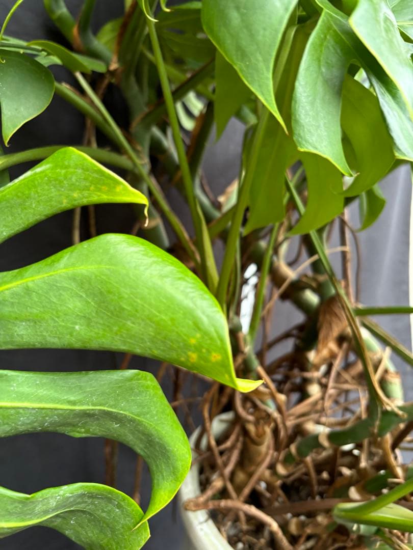 モンステラ　デリシオーサ　マクロコズム ( Macrocosm ) 特大