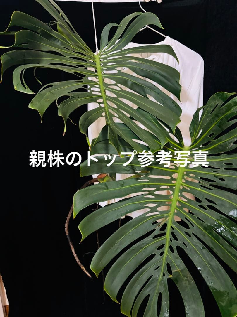 モンステラ　デリシオーサ　マクロコズム ( Macrocosm ) 特大