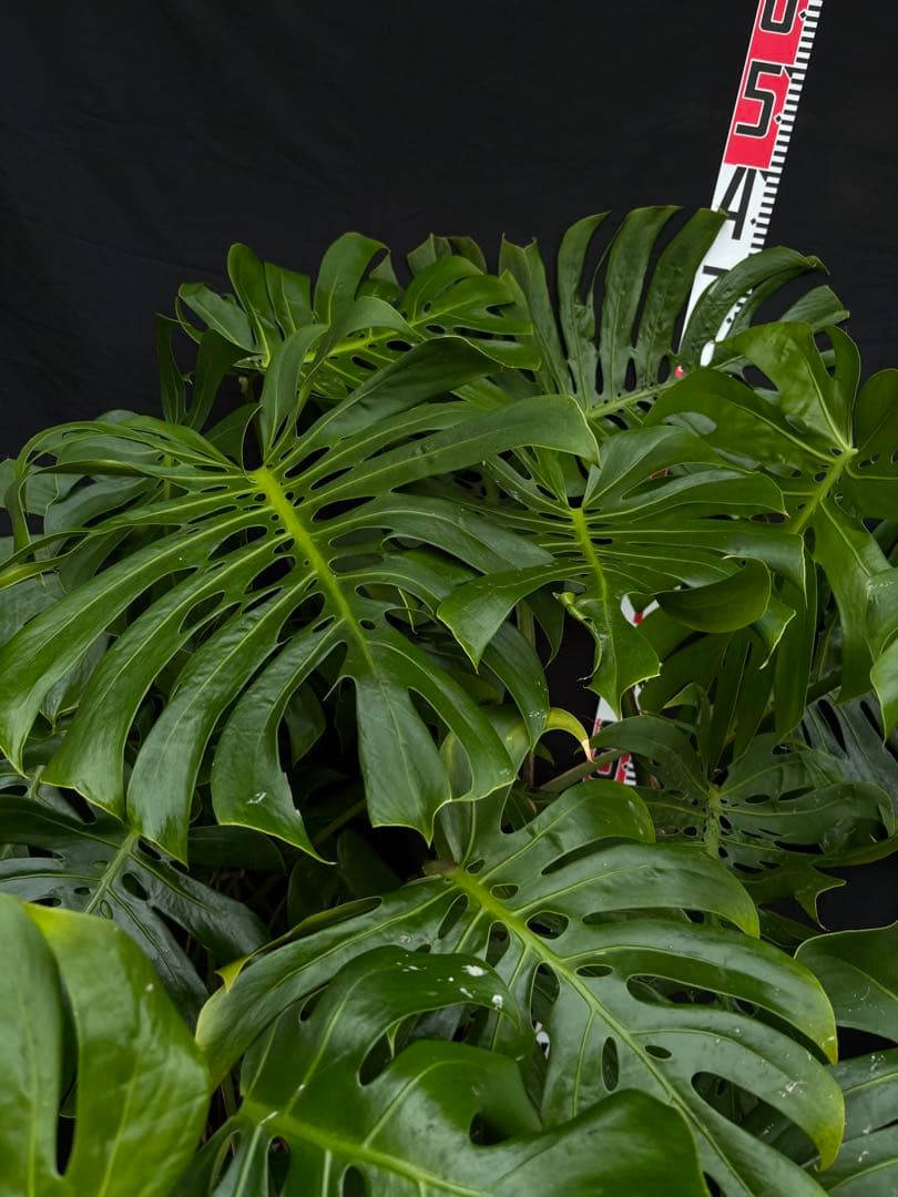 モンステラ　デリシオーサ　マクロコズム ( Macrocosm ) 特大