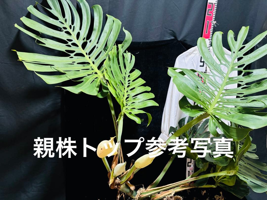 モンステラ　デリシオーサ　マクロコズム ( Macrocosm ) 特大