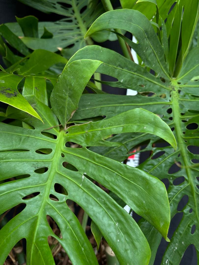 モンステラ　デリシオーサ　マクロコズム ( Macrocosm ) 特大