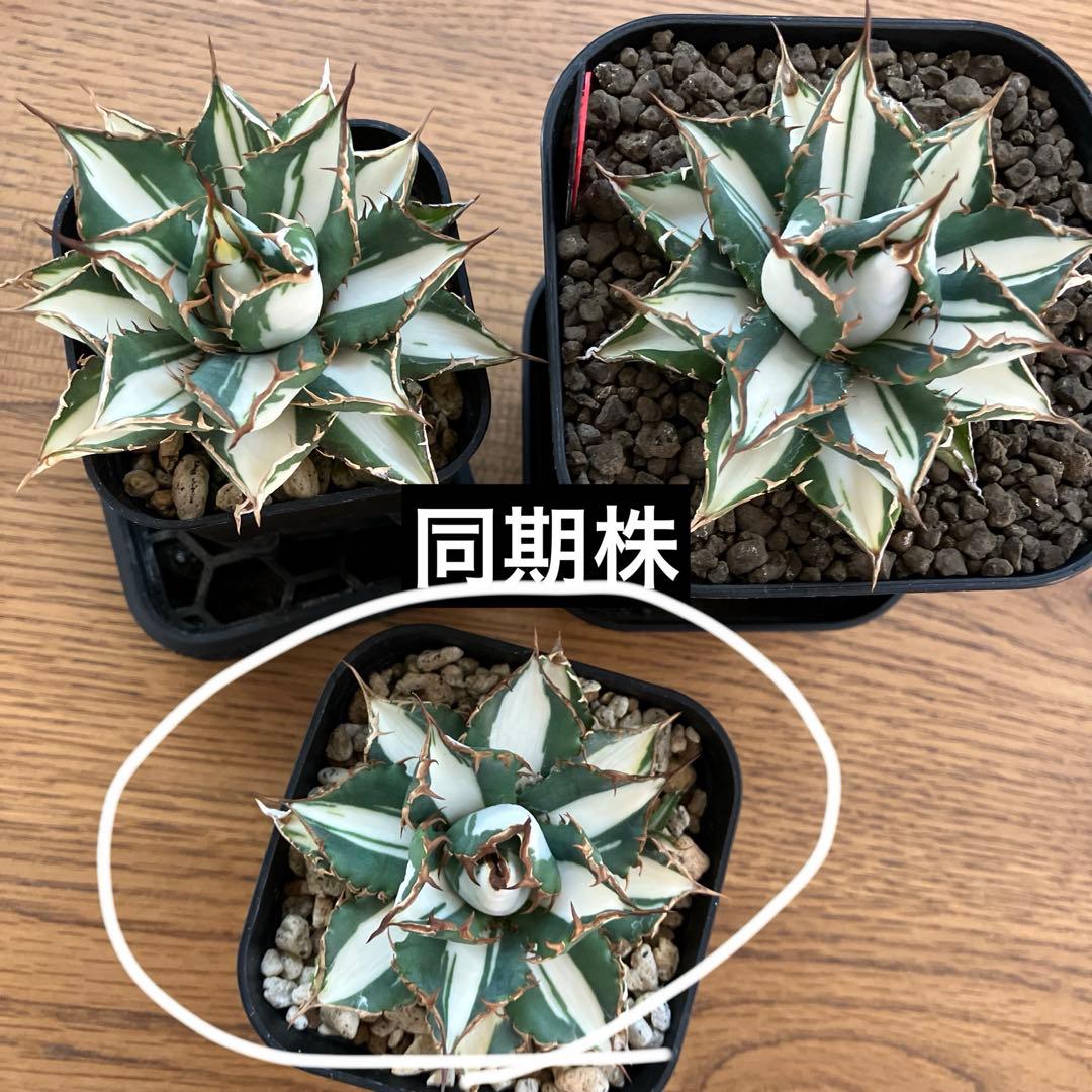 選抜【匿名配送】活着　特大　子株付き　アガべ　チタノタ　太陽神錦　白中斑　TC