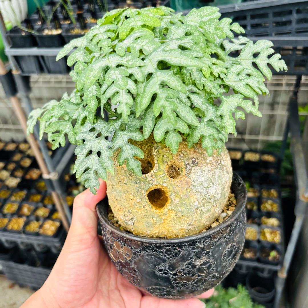 【コレクション株】 アデニア ペリエリ メタモルファ 顔 中川智治 コーデックス