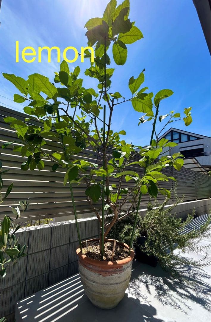◾️レモンの木☆ 実のなる木