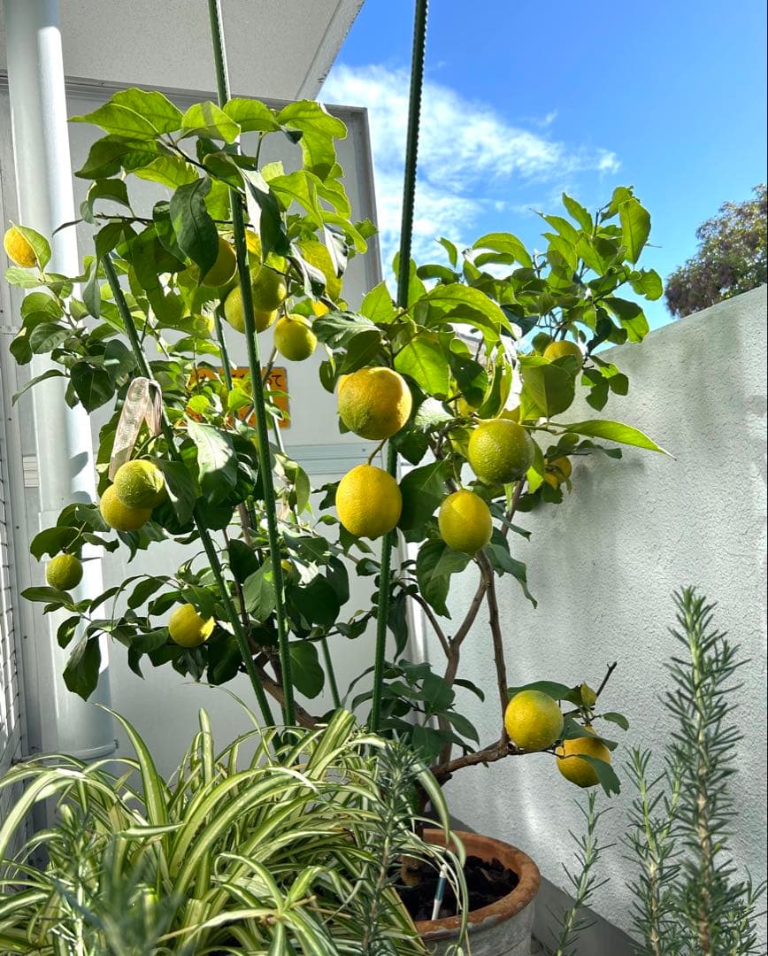 ◾️レモンの木☆ 実のなる木
