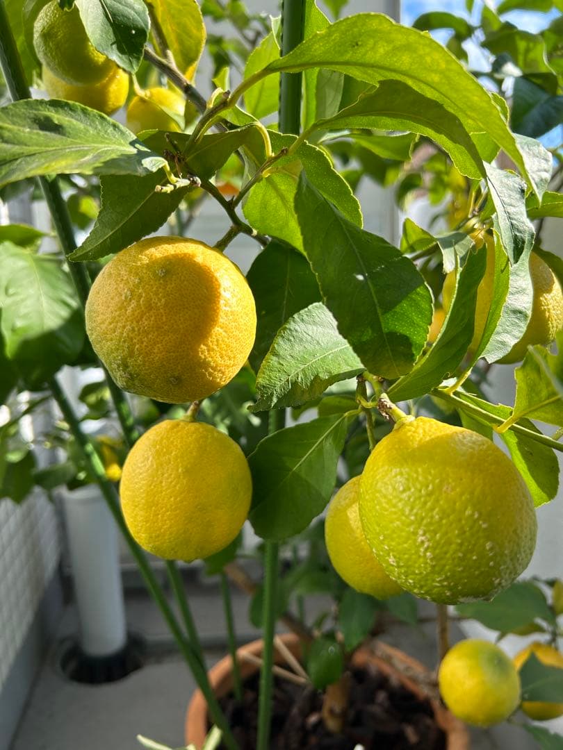 ◾️レモンの木☆ 実のなる木