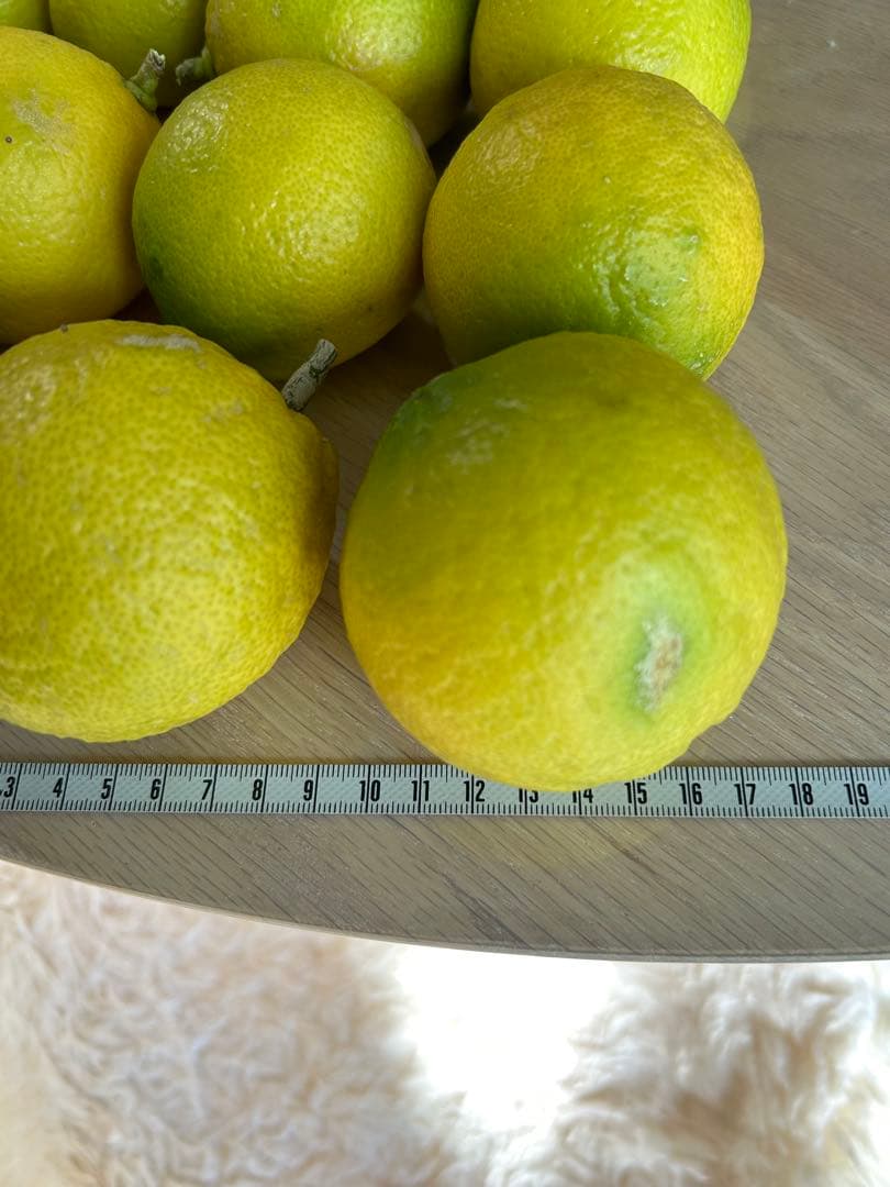 ◾️レモンの木☆ 実のなる木