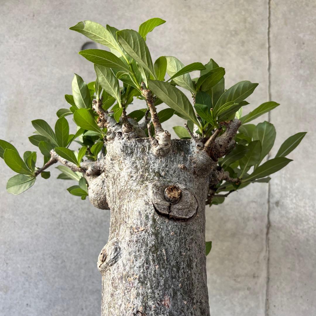 【連休限定SALE】アダンソニア バオバブの木 星の王子さま