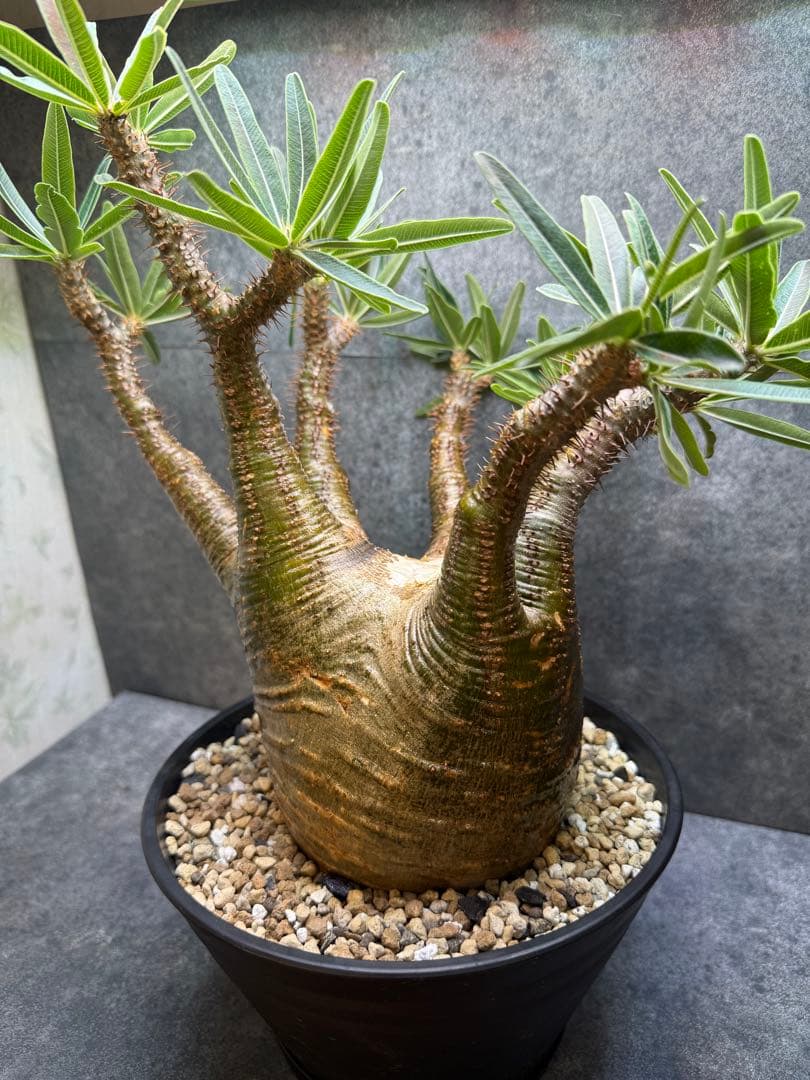 パキポディウム　グラキリス　現地球　発根済み　現05