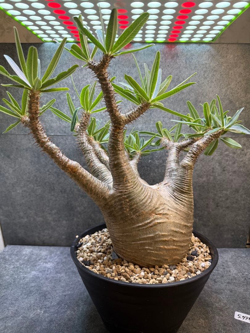 パキポディウム　グラキリス　現地球　発根済み　現05