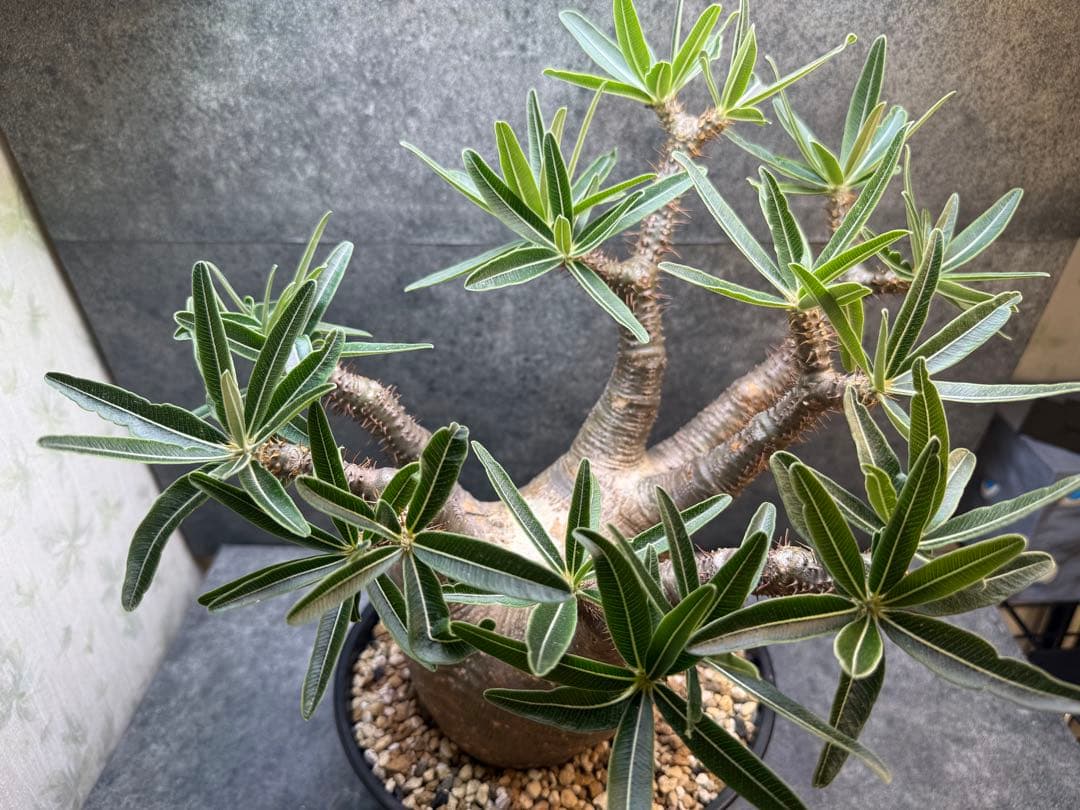 パキポディウム　グラキリス　現地球　発根済み　現05