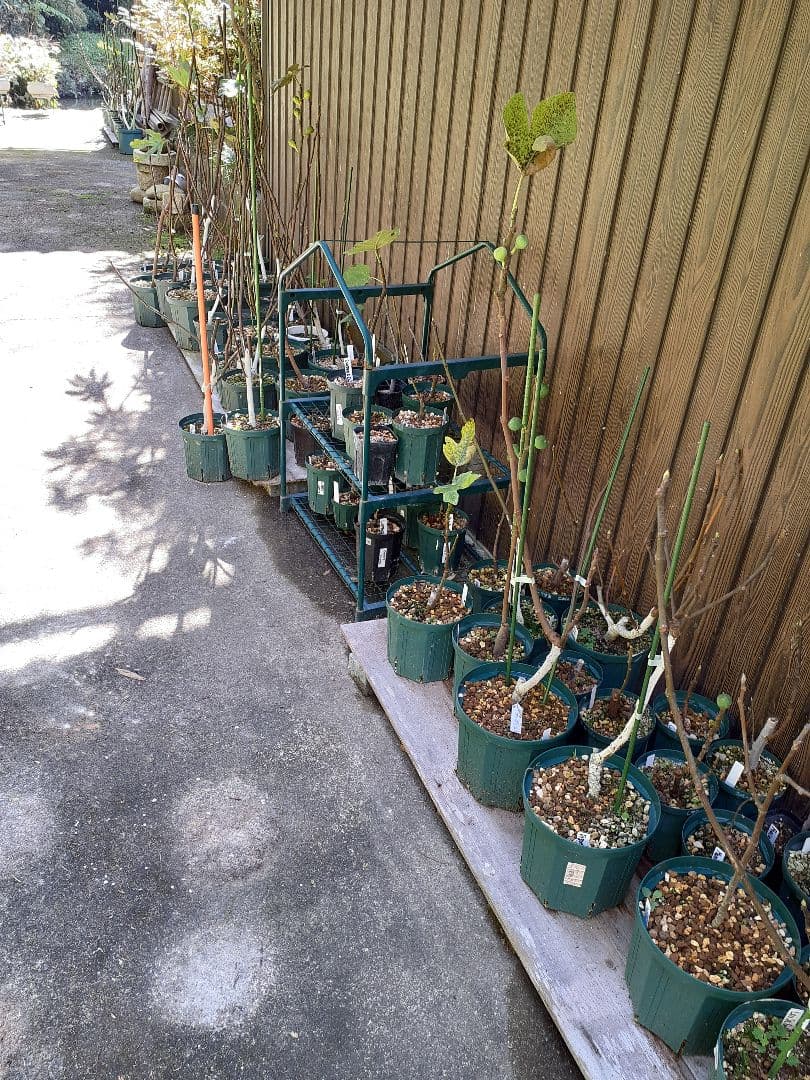 【3】イチジク 穂木販売 お問い合わせ用