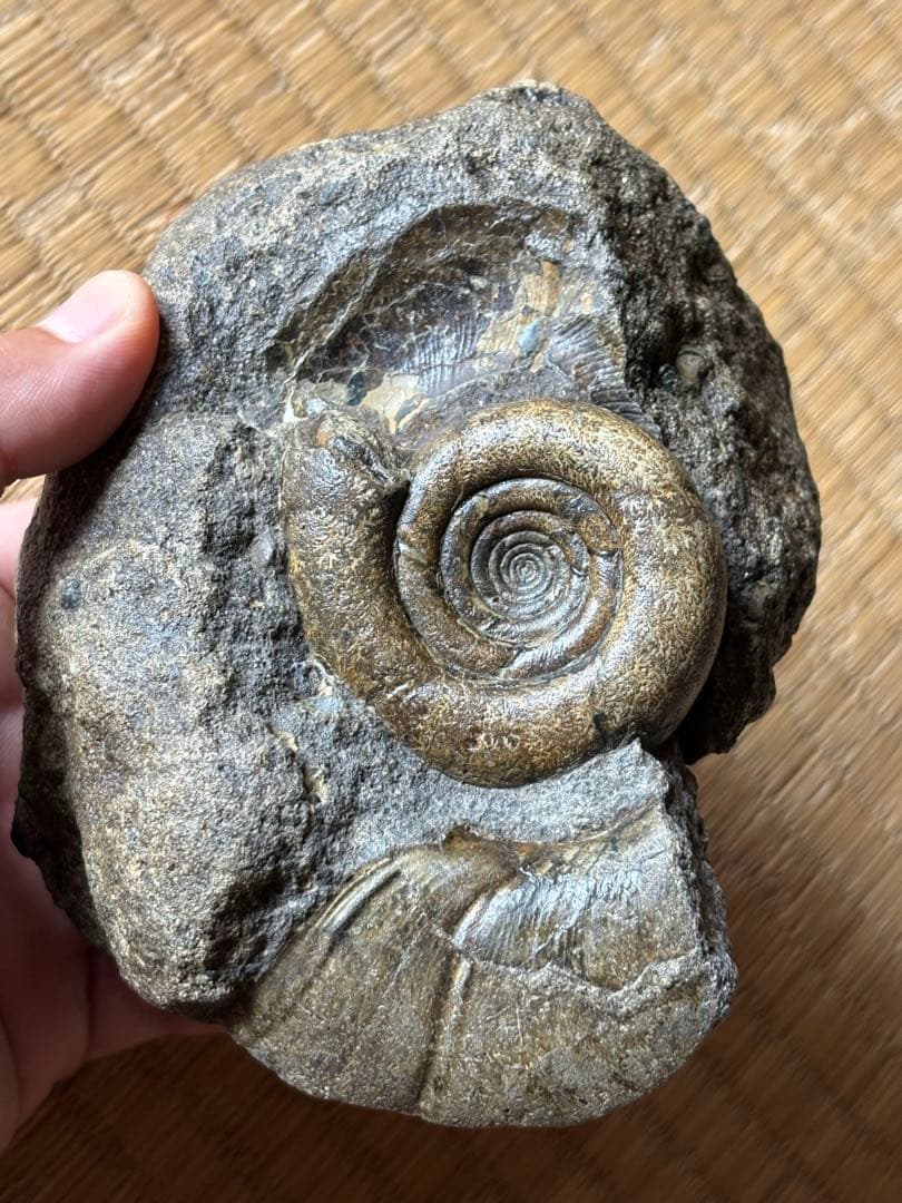 超レア　ゴードリセラス・ハマナカエンセ　化石　アンモナイト