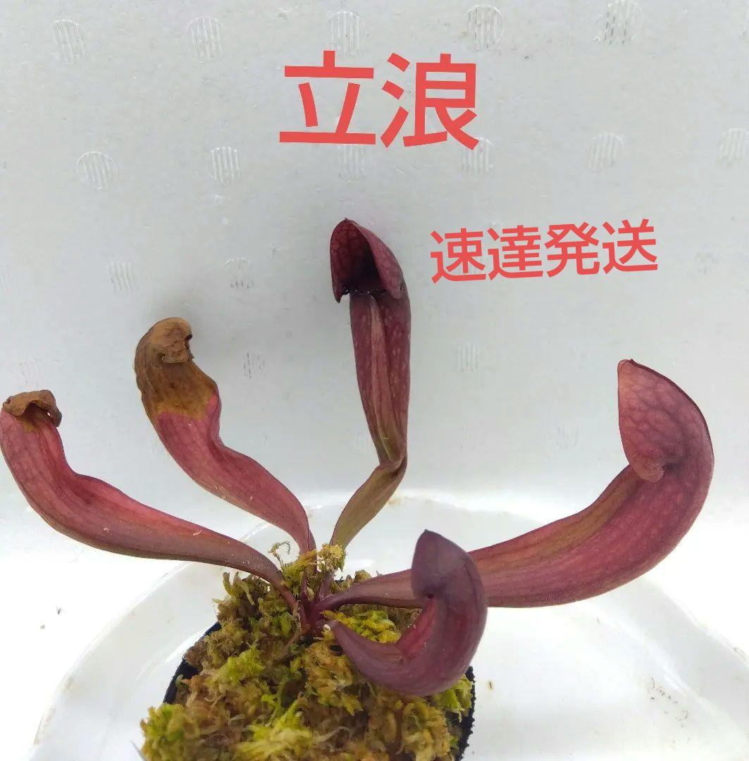 食虫植物　サラセニア　立浪