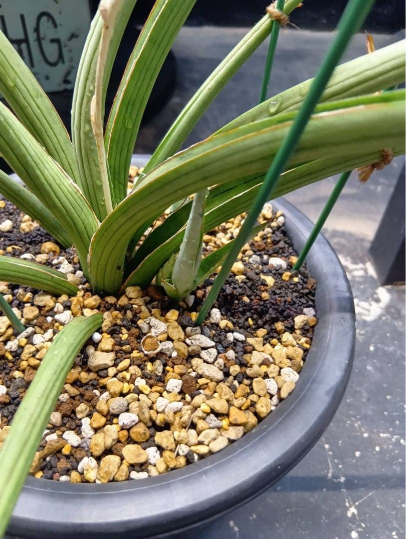 サンスベリア　ダンシングドラゴン　大株　子株付き