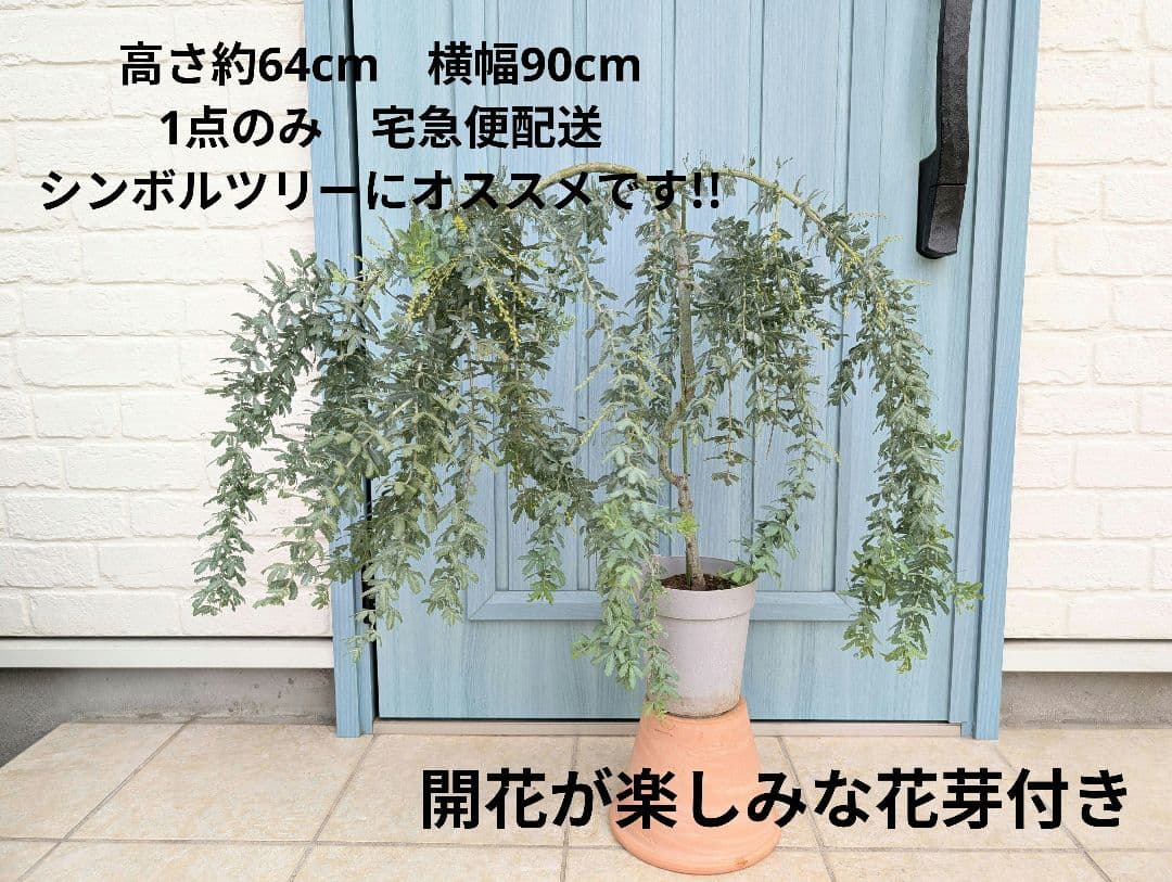 1点のみ　憧れのミモザの希少品種　大株!!　☘　シダレミモザ　アカシア　☘
