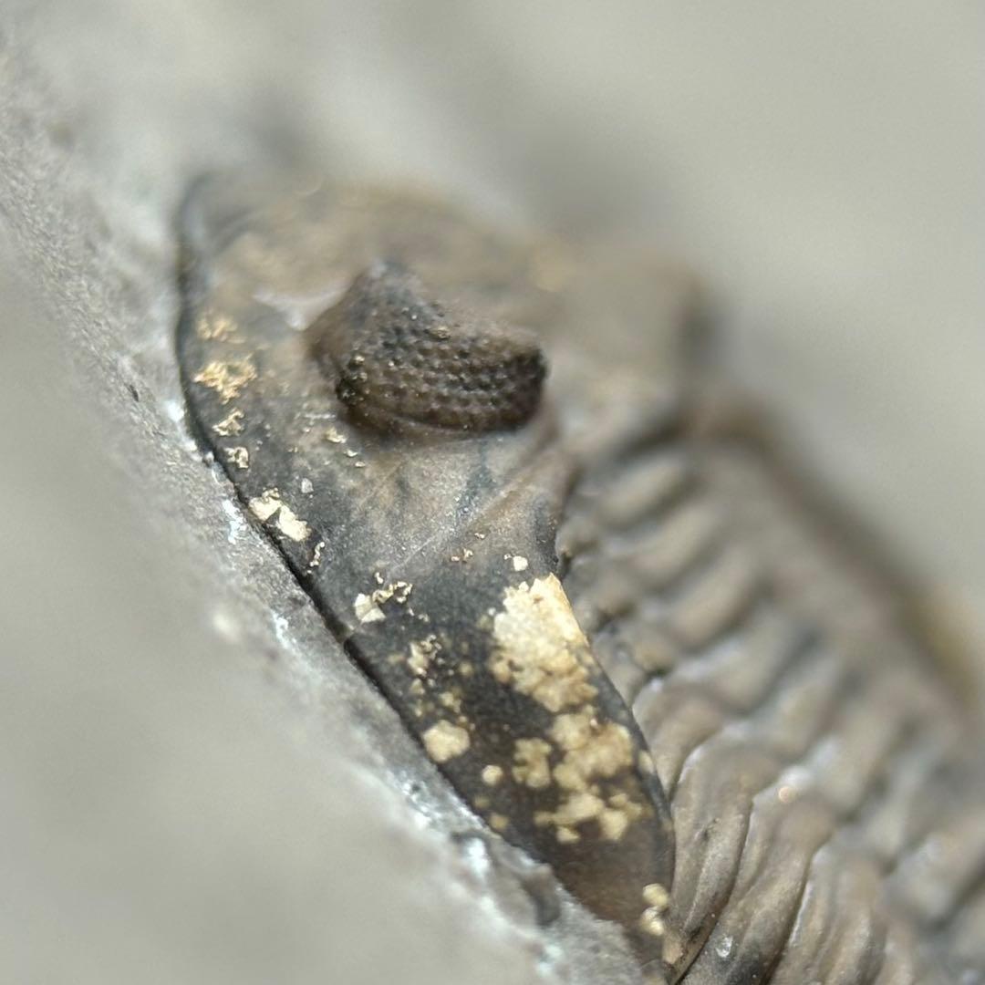 カナダ産 三葉虫 Greenops widderensis