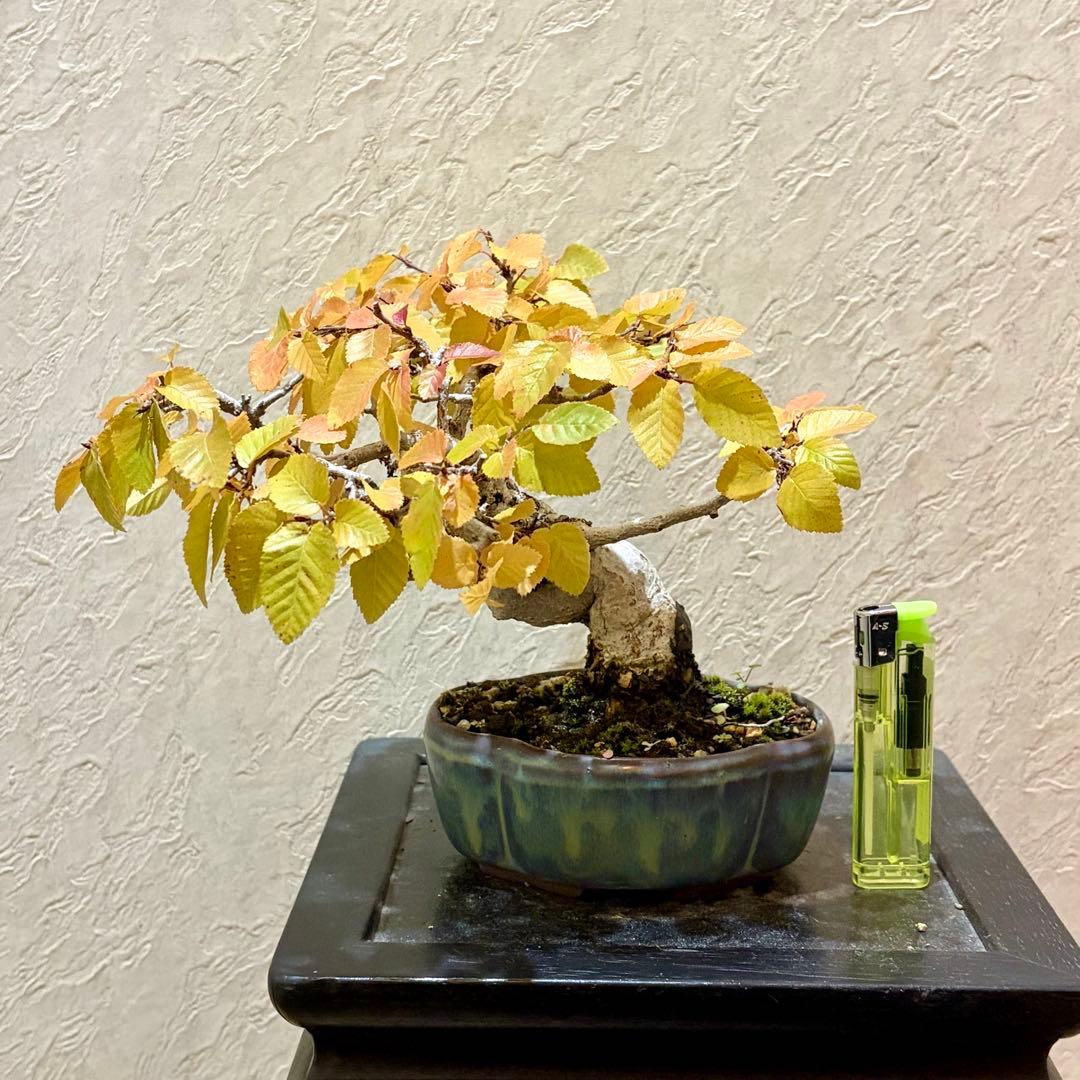 樹高13.5㎝　イワシデ　ソロ　小品盆栽　BONSAI 真柏　黒松　五葉松　紅葉