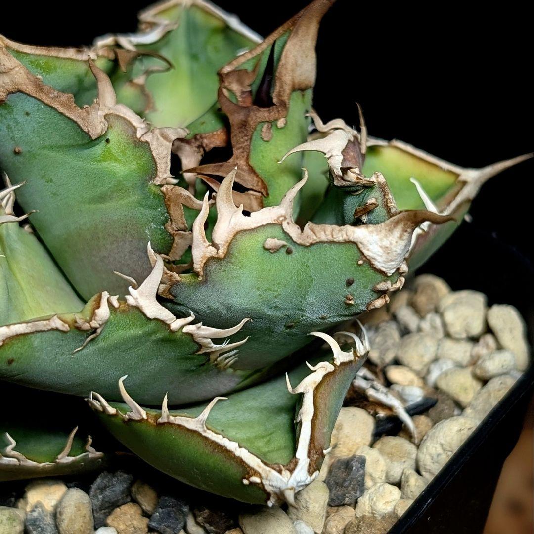 【コレクション主役級】台湾産　ブツブツ株　surf.is.high チタノタ