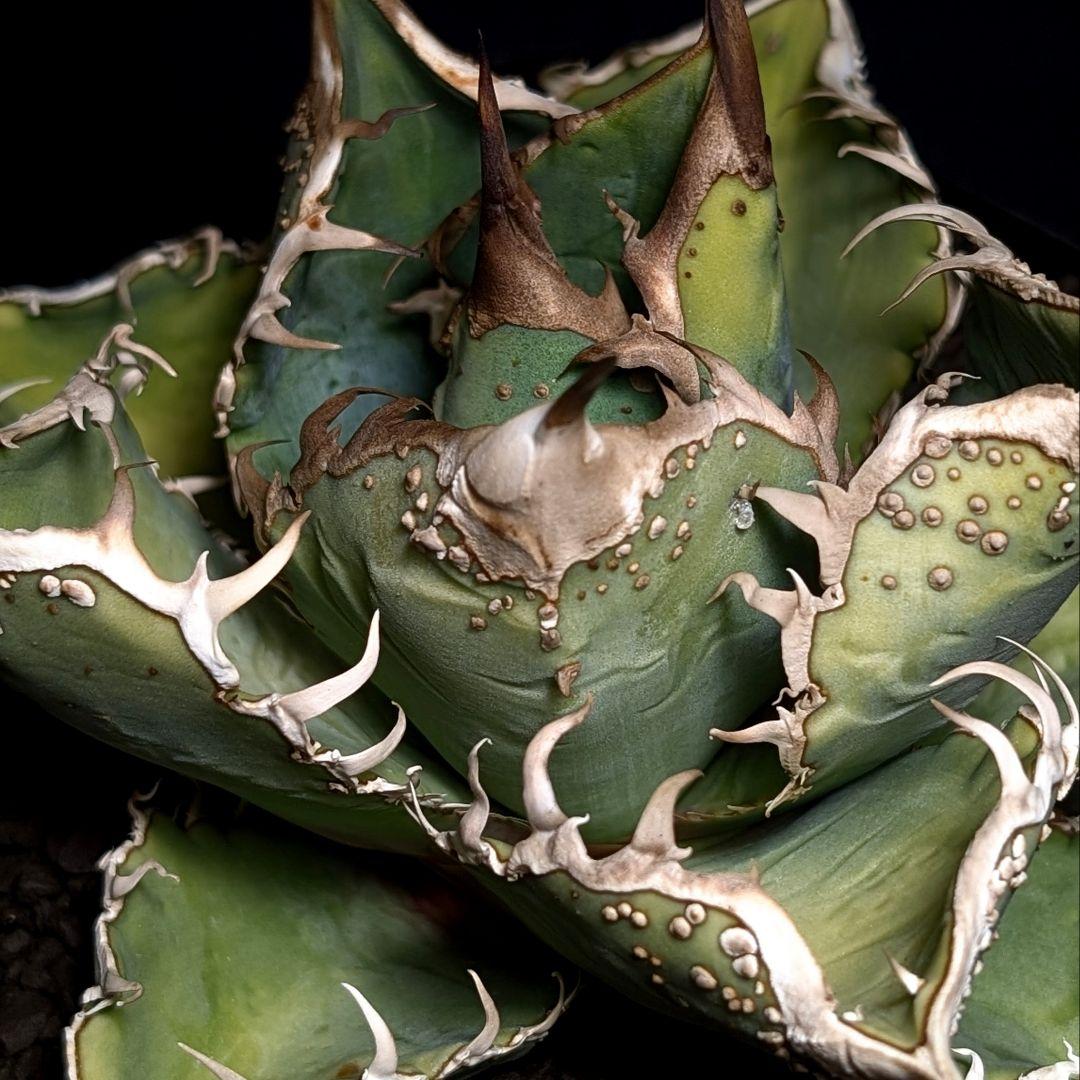 【コレクション主役級】台湾産　ブツブツ株　surf.is.high チタノタ