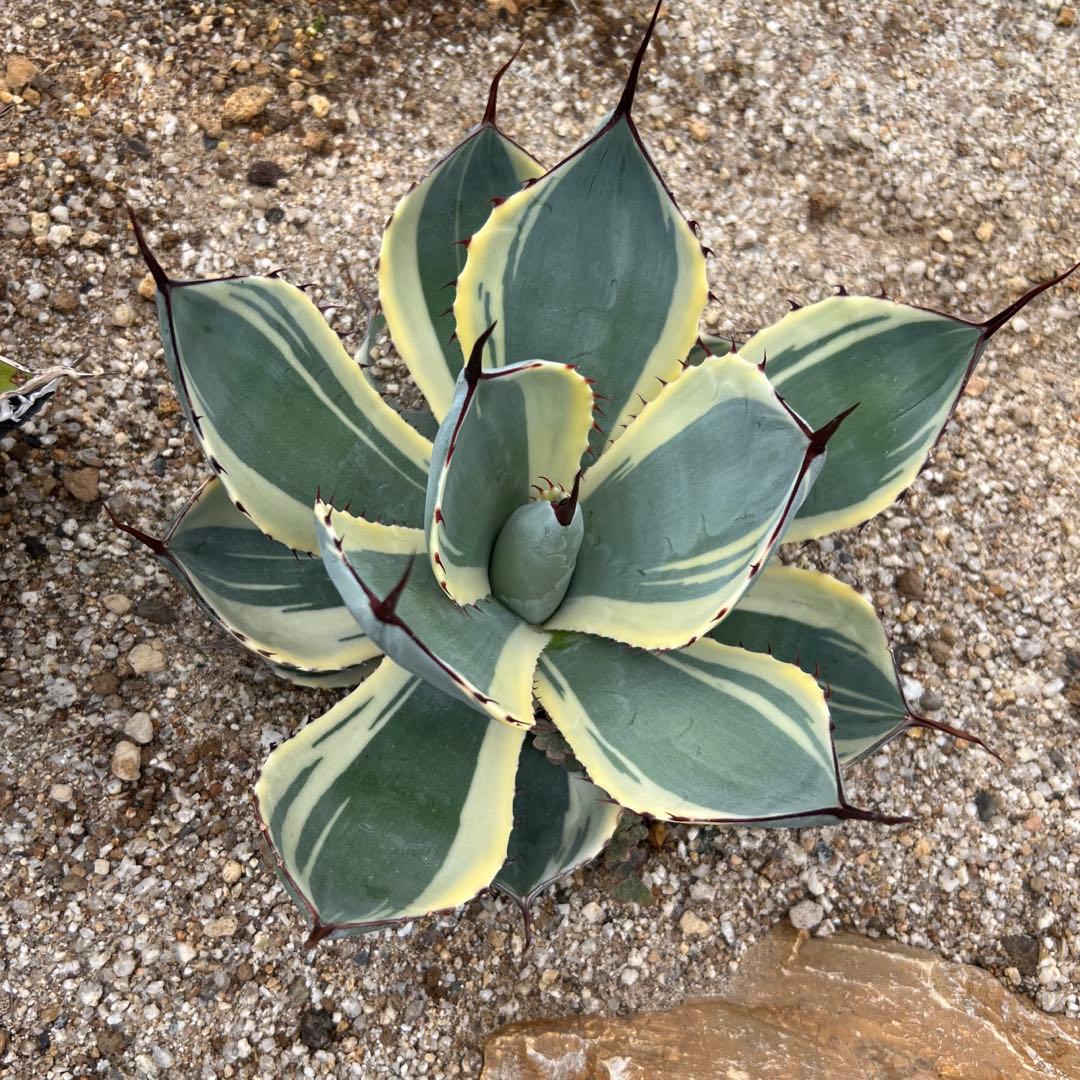 アガベ　パリー トランカータ　オリザバ