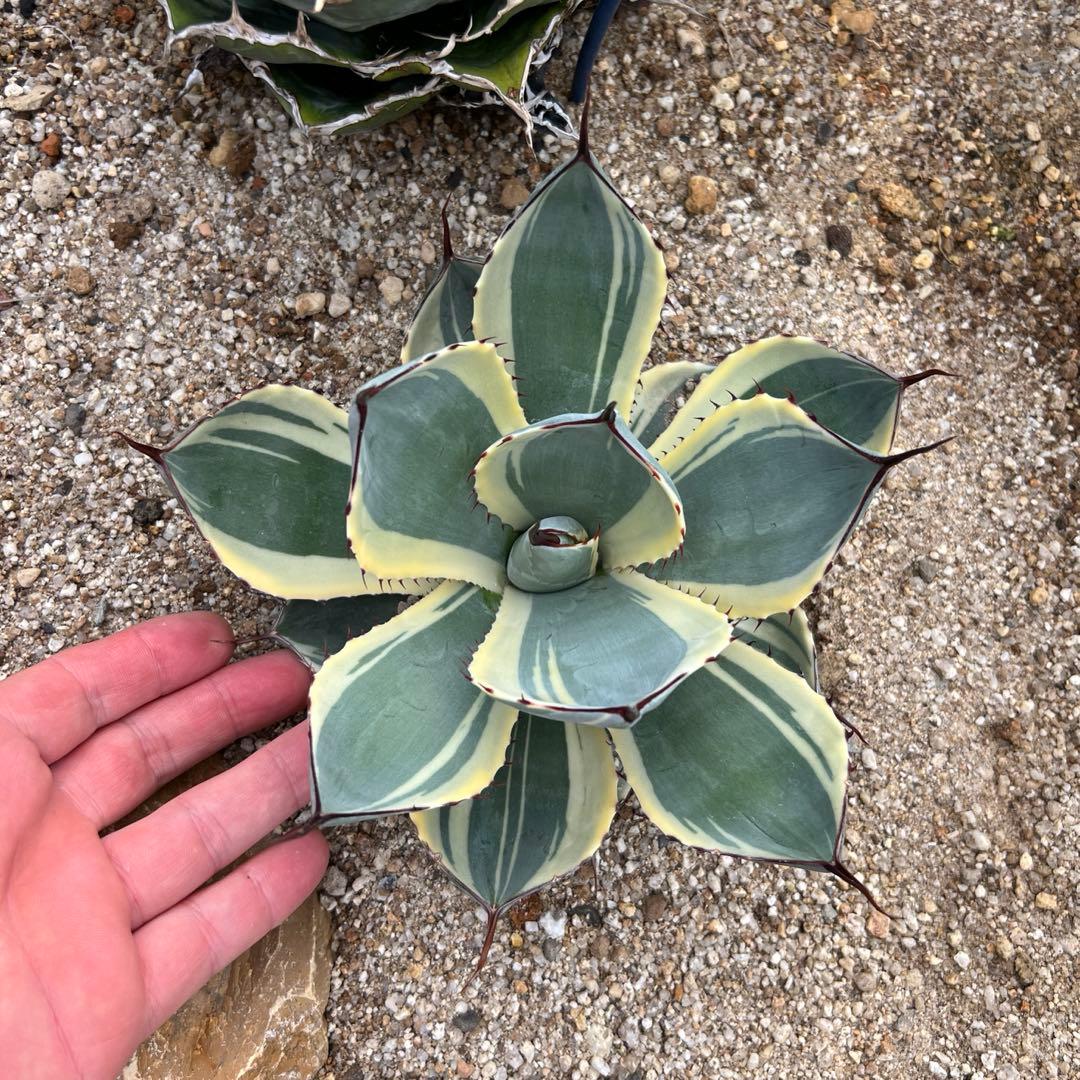 アガベ　パリー トランカータ　オリザバ