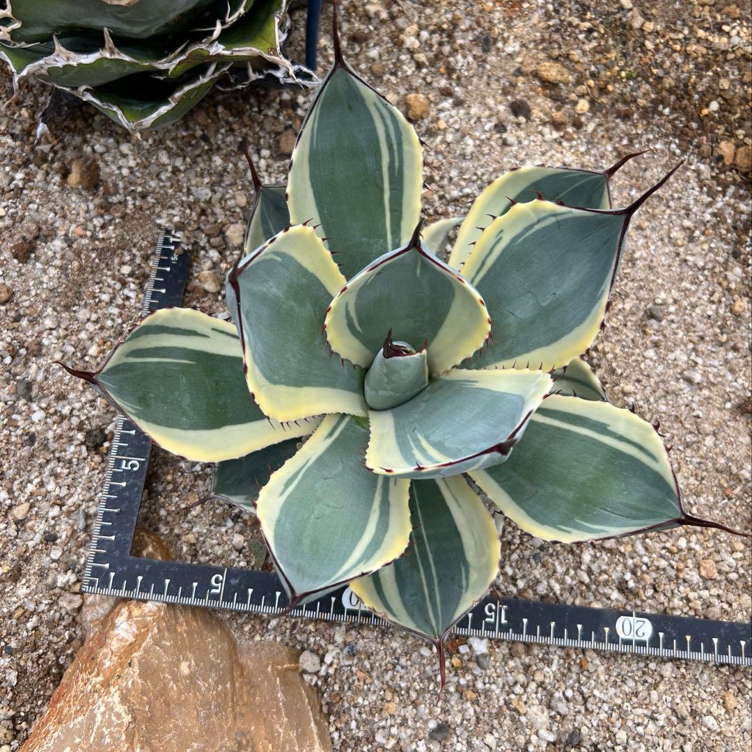 アガベ　パリー トランカータ　オリザバ