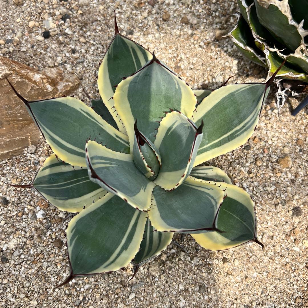 アガベ　パリー トランカータ　オリザバ