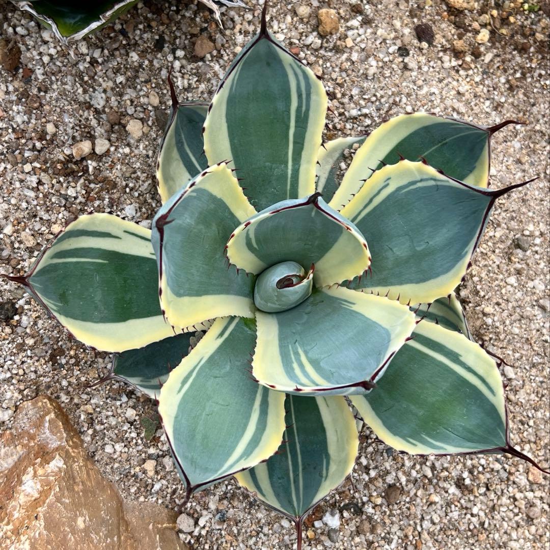 アガベ　パリー トランカータ　オリザバ