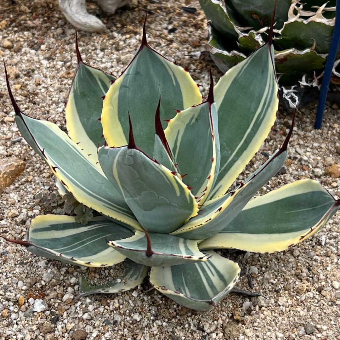 アガベ　パリー トランカータ　オリザバ