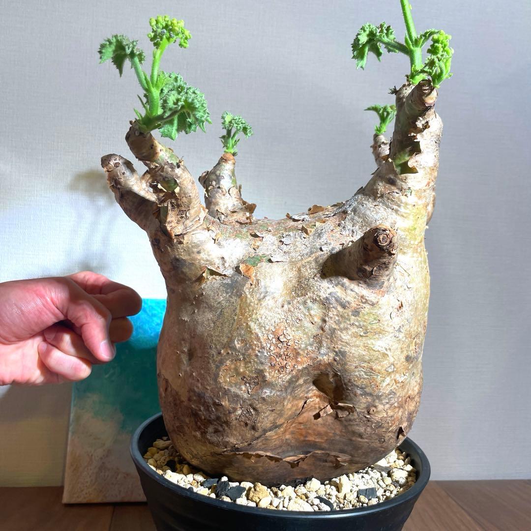 怪物　30cm↑ キフォステンマ ver.グラキリス　マクロプス 現地球　発根済