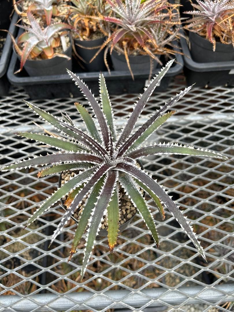 ディッキア Dyckia Code NW-38 Bill Baker ⑵