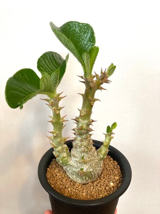 パキポディウム ウィンゾリー