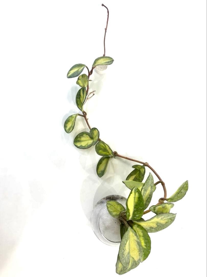 ホヤ アルゲンティアプリンセス　根付