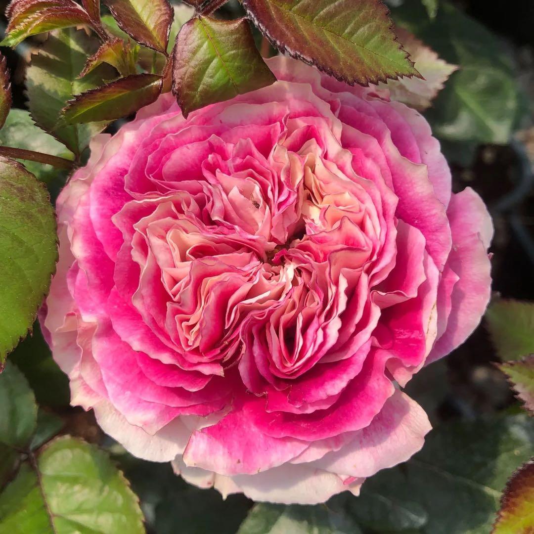 「NONO」 切り花品種バラ苗　レアバラ　2点