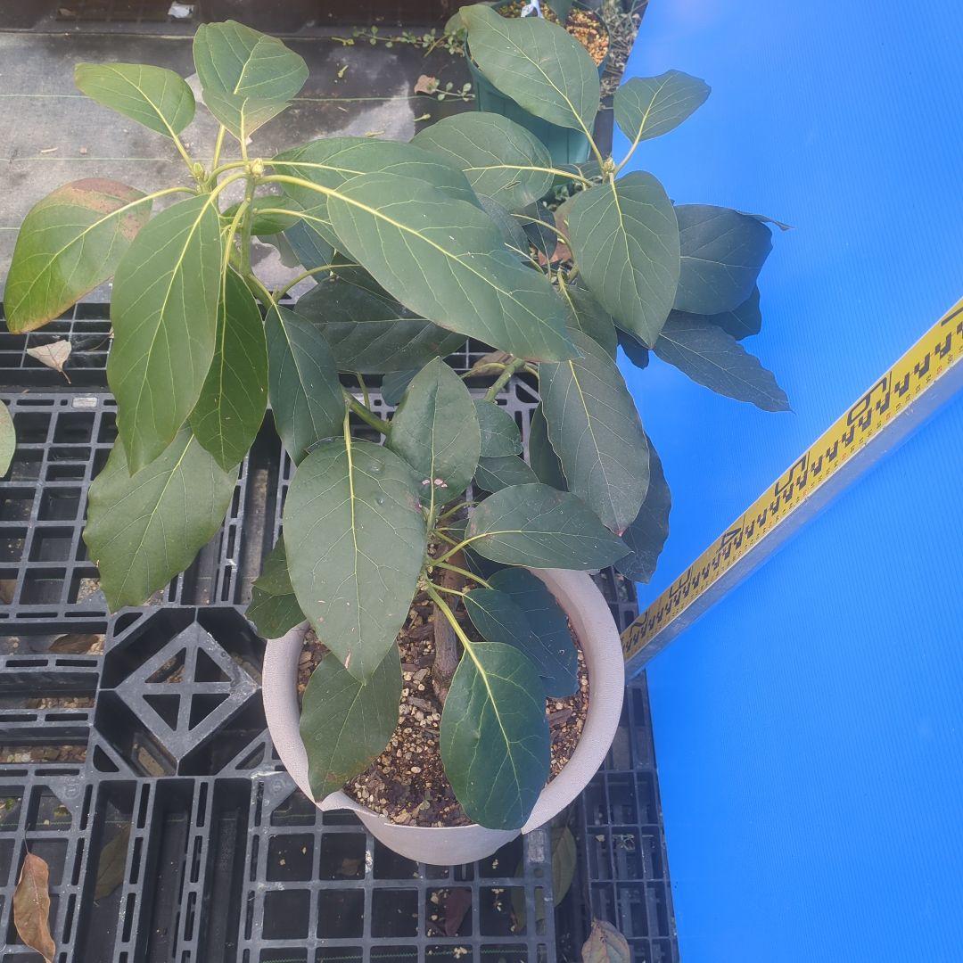 早い者勝ち【3年生苗】アボカド苗木 　ベーコン接木　台木ベーコン