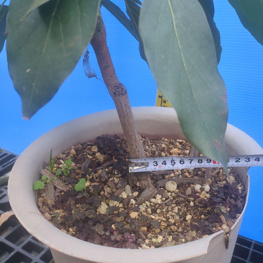 早い者勝ち【3年生苗】アボカド苗木 　ベーコン接木　台木ベーコン