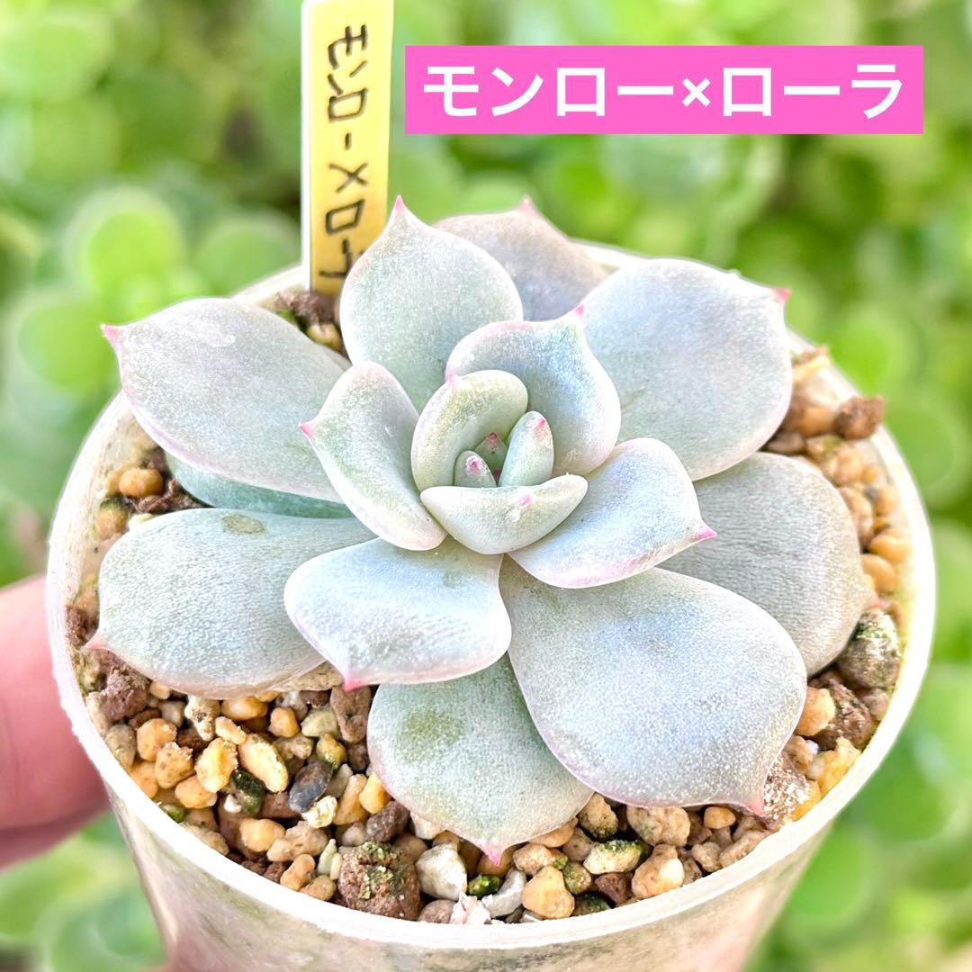 【㊗️サービス品@880〜】モンロー × ローラ