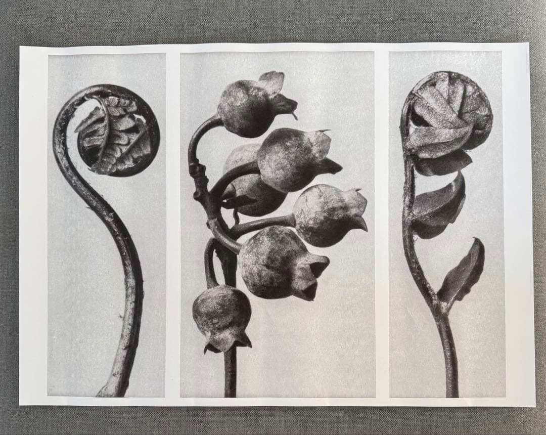 カールブロスフェルト Karl Blossfeldt ポスター インテリア