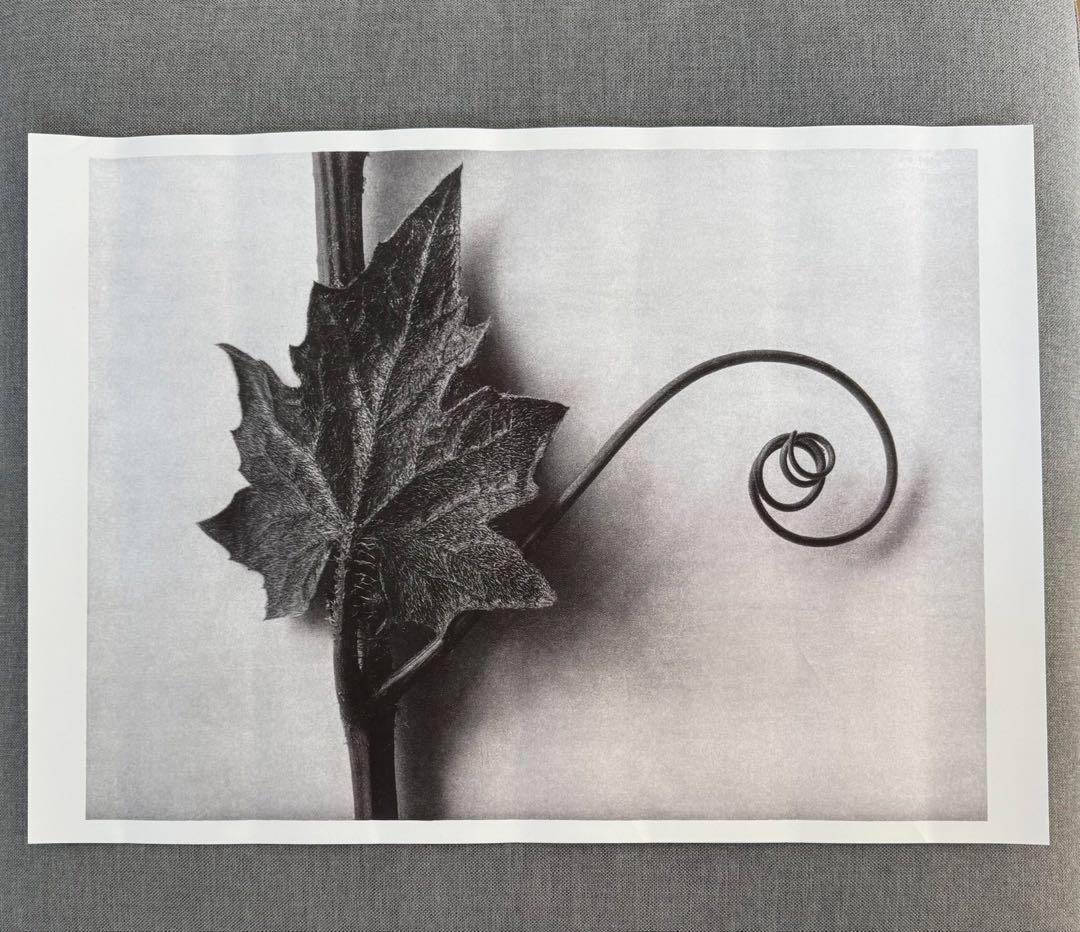 カールブロスフェルト Karl Blossfeldt ポスター インテリア