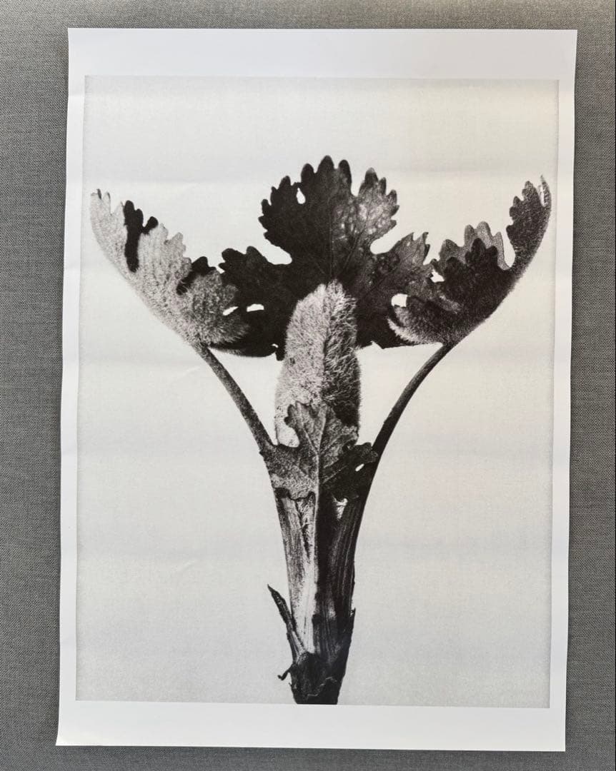 カールブロスフェルト Karl Blossfeldt ポスター インテリア