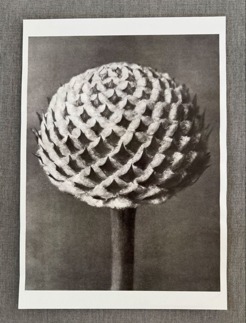 カールブロスフェルト Karl Blossfeldt ポスター インテリア