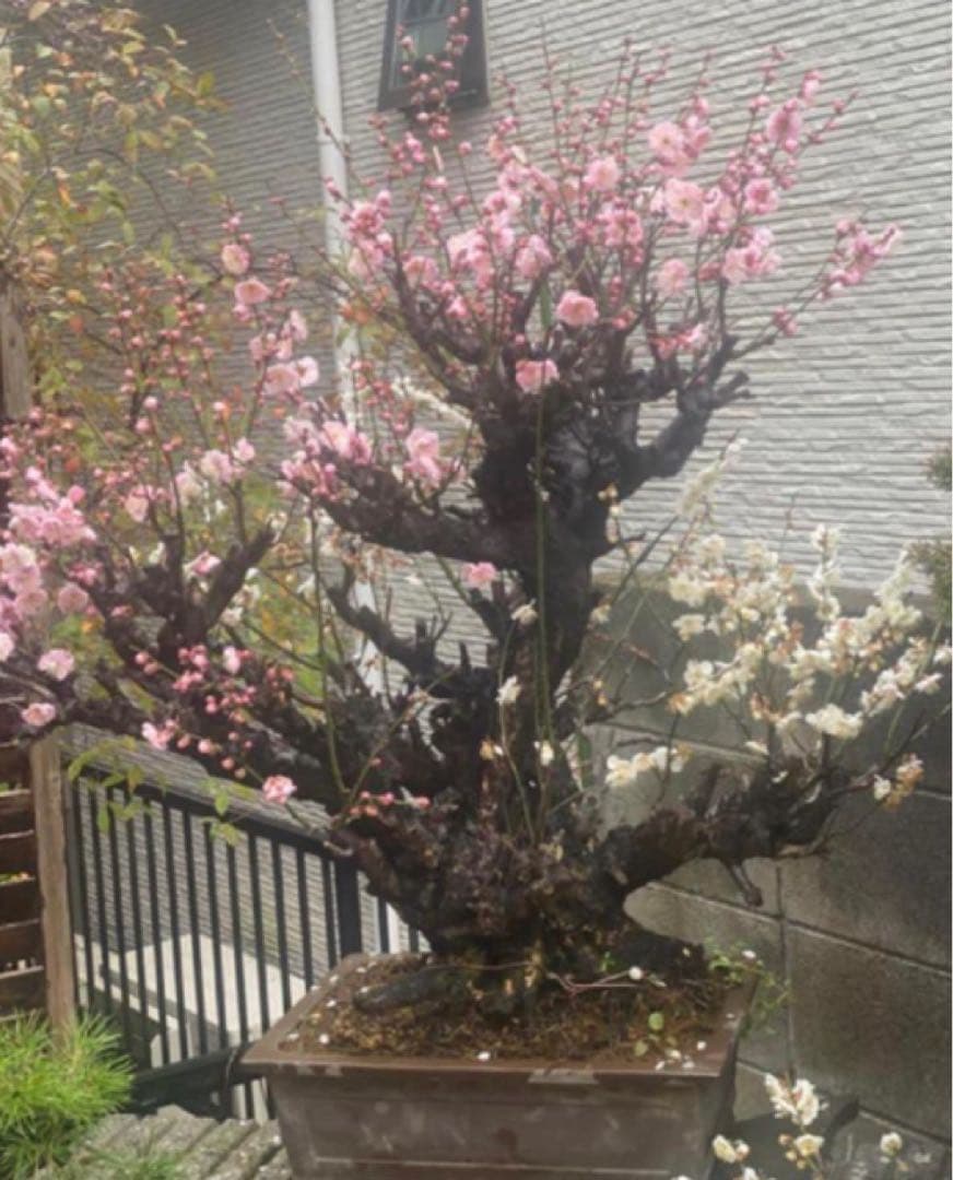 梅　盆栽 ピンクと白の花