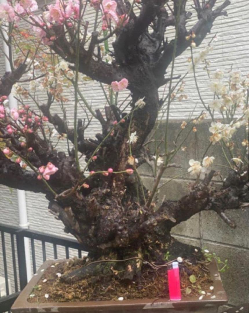 梅　盆栽 ピンクと白の花