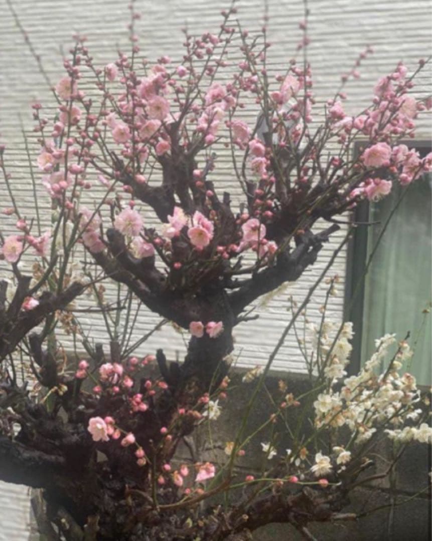 梅　盆栽 ピンクと白の花