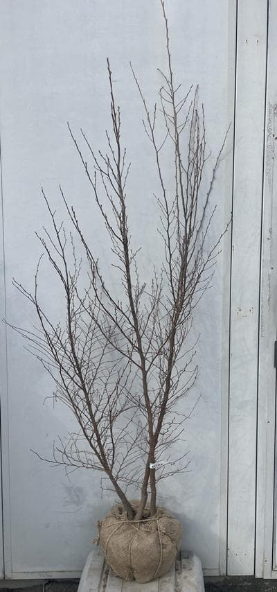 《現品》姫沙羅（ヒメシャラ）株立ち　樹高1.7ｍ（根鉢含まず）37【苗木/植木】