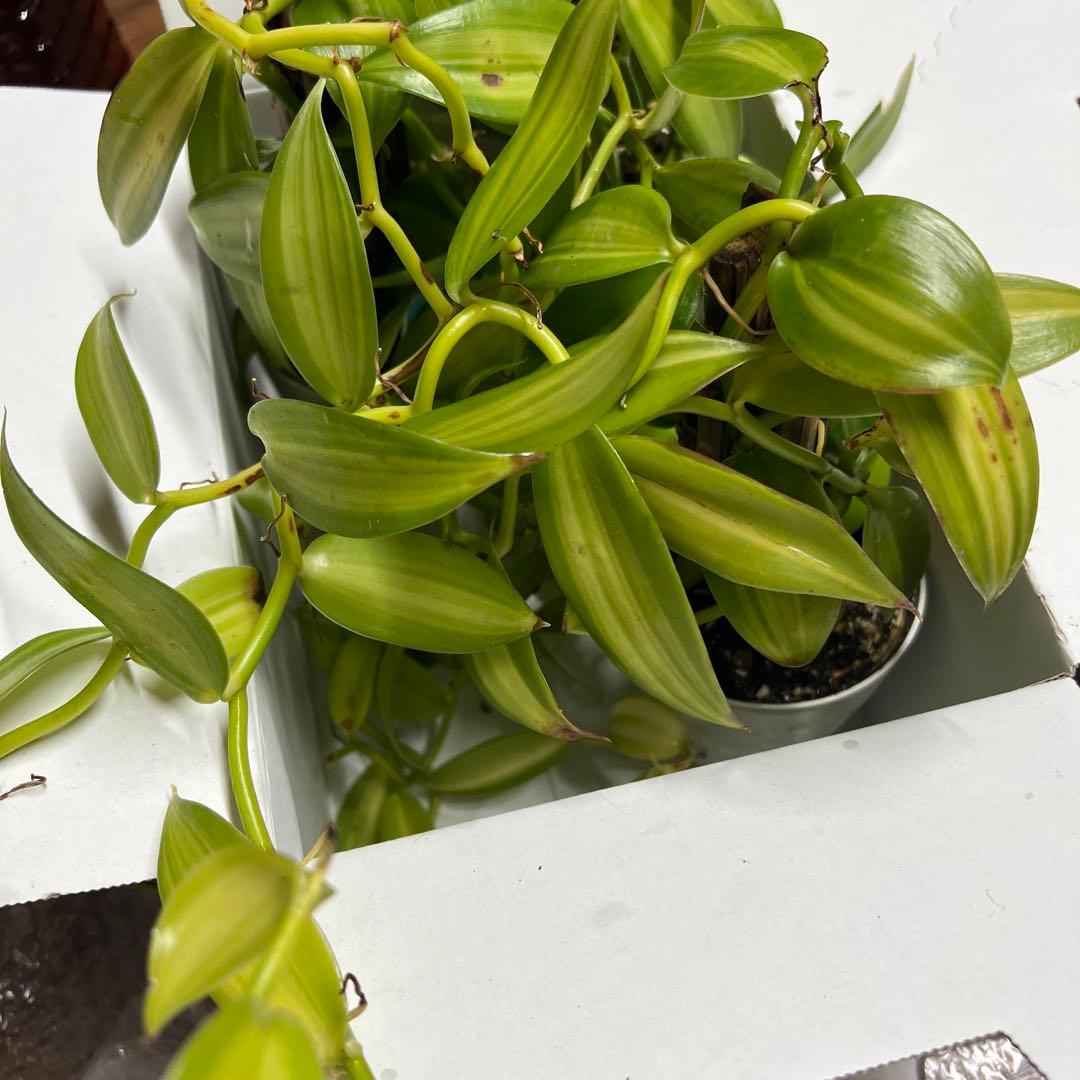 バニラ　確認用