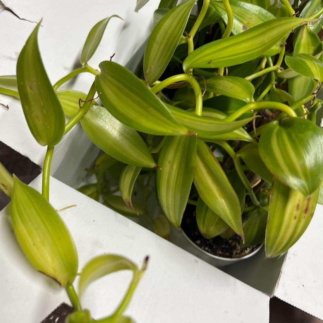 バニラ　確認用