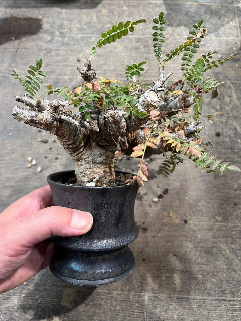 発根済み ボスウェリア ネグレクタ 現地球