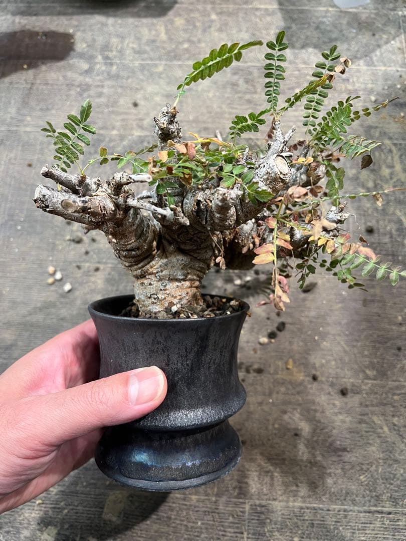 発根済み ボスウェリア ネグレクタ 現地球